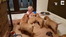 Une maman filme le moment adorable où sa fille disparaît sous un tas de chiots