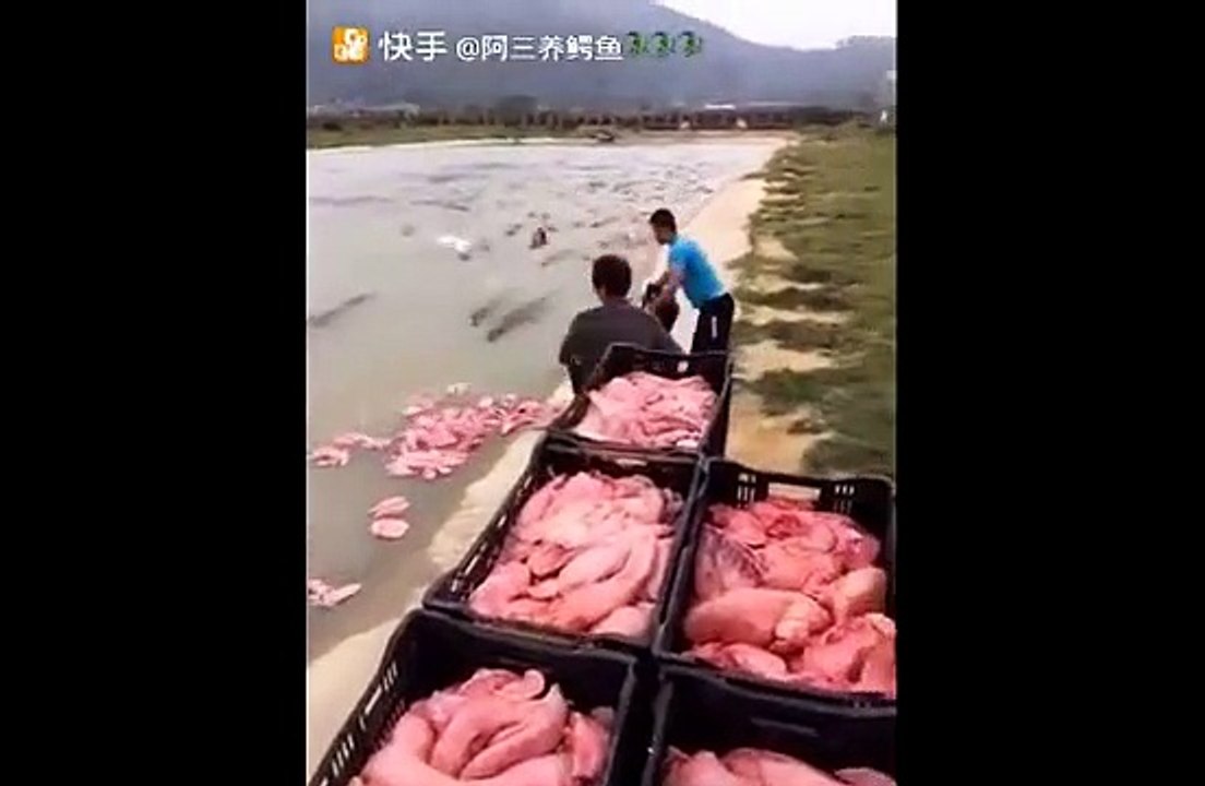 L'heure du repas pour ces centaines de crocodiles affamés ! Impressionnant