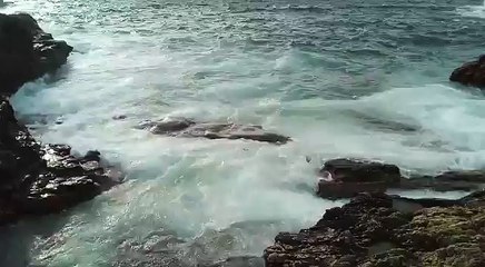 Download Video: Puglia: capodoglio spiaggiato nelle acque di Porto Selvaggio, la denuncia dello 