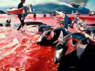 XIN HÃY ĂN CHAY VÌ LÒNG TỪ BI VÀ THƯƠNG XÓT LOÀI VẬT