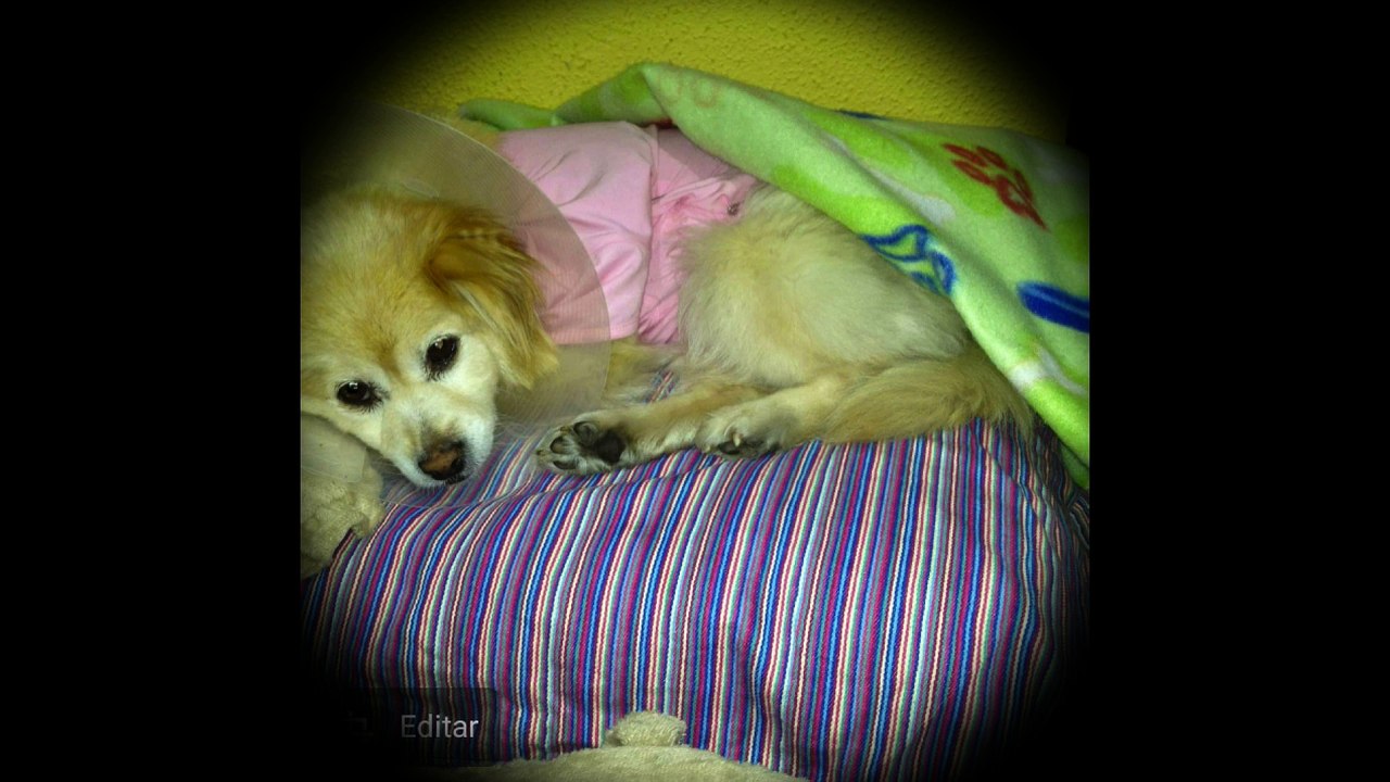 Homenaje a Chamera, mi perri.