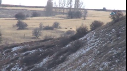 Aç Kalan Domuzlar Yerleşim Yerlerine İndi