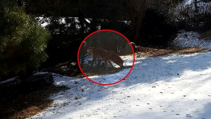 흥분한 반려견이 주인과 아들 물어...경찰이 사살 / YTN