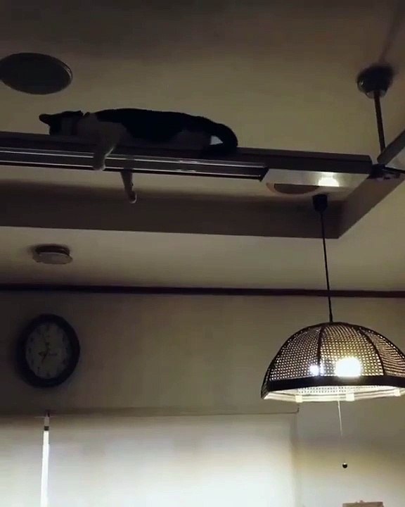 FUNNY MOMENT CATS SLEEPING #056