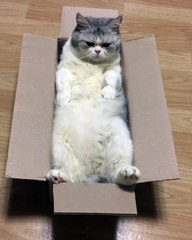 Kucing Lucu Sangat Menggemaskan Terbaru 2017 | #009
