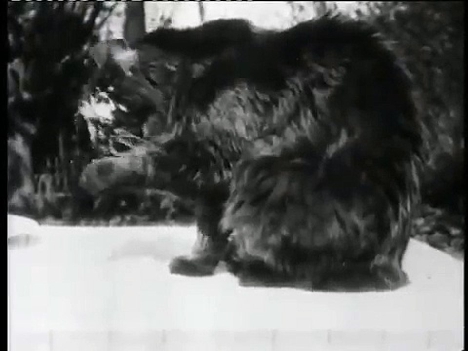 Le déjeuner du chat (1895)