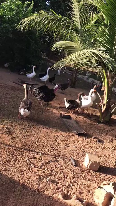 nos canards