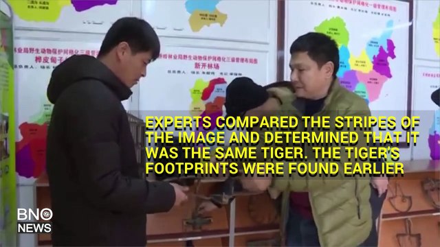 Wild Siberian tiger captured roaming forest on infrared cameras in Northeast China