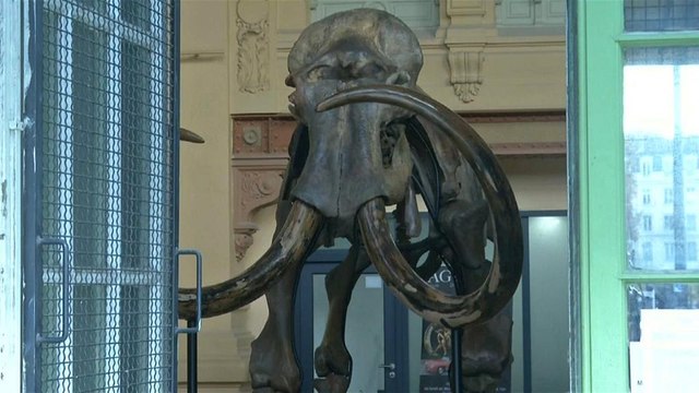 Лион: кости мамонта с аукциона