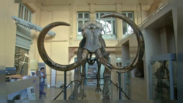 Francia: all'asta scheletro di mammut, se lo aggiudicano per 430.000 euro