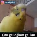 Türkçeyi En Net Konuşan Muhabbet Kuşu