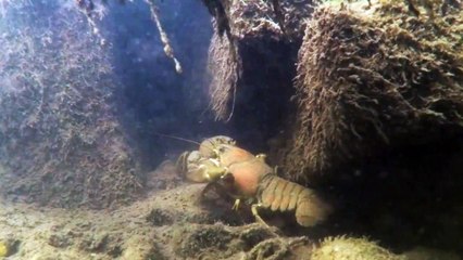 River Lea Underwater Crayfish