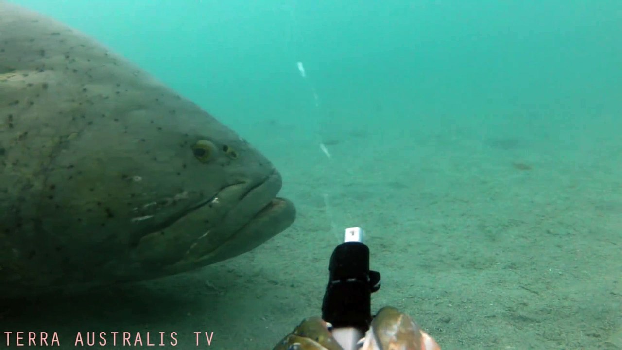Ce mérou géant embarque la caméra pour faire un petit tour