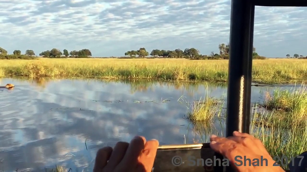 2 lionnes prennent en chasse un crocodile et vont vite le regretter...