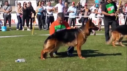 10 RACES DE CHIEN DE GARDE A NE JAMAIS CROISER - Dr Bot