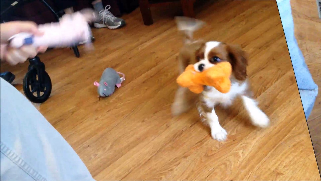 Coda Plays Fetch and Tug of War