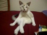 猫がピーンと後ろ足を上げたと思ったら…お座りポーズがカワイイ！w