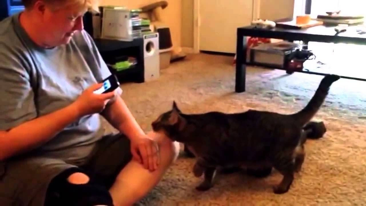 猫にスマホアプリの「猫の鳴き声」を聞かせたら、猫が大激怒！w