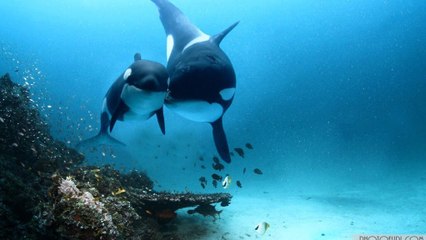 Creation Of Earth & Life  ◾️ Genesis In A New Beautiful Visual Style