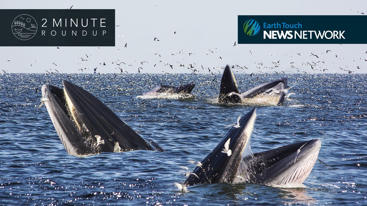 Giant penguins, Tasmanian tigers & a Bryde’s whale washup