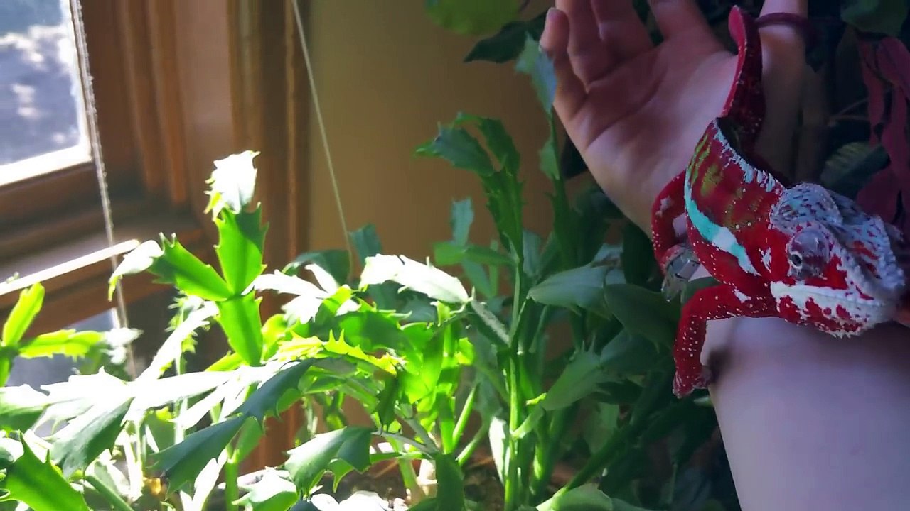 When a Chameleon trusts you _)