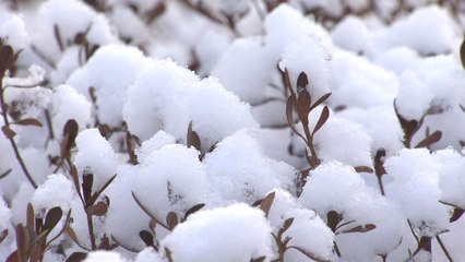 "반갑다 겨울눈" 한라산 24cm...빗나간 예보 / YTN