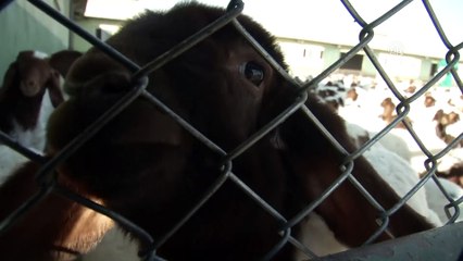 Türkiye'nin 'elit' kuzuları Ceylanpınar'da yetişiyor - ŞANLIURFA