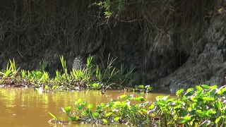 Amazing Jaguar Vs Caiman Yacare Underwater - Animal Attack Videos In South America