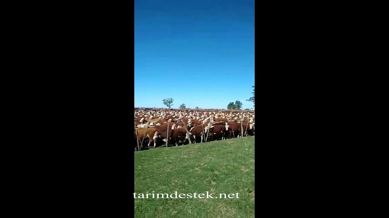 Bu Kadar Hayvanınız Olsa Ne Yapardınız