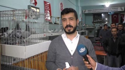 Denizli'nin Dokuz Asırlık Güvercinleri Patentle Tescillendi