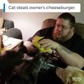 Quand ton chat te pique ton burger...