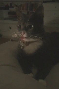 Ce chat a un petit probleme de langue... Mais c'est trop mignon