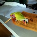 Ce perroquet n'aime pas son plumage alors il se met de nouvelles plumes