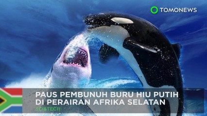 Descargar video: Paus pembunuh vs hiu putih di perairan Afrika Selatan - TomoNews