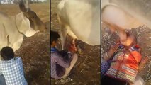 Un père de famille nourrit son enfant avec du lait frais