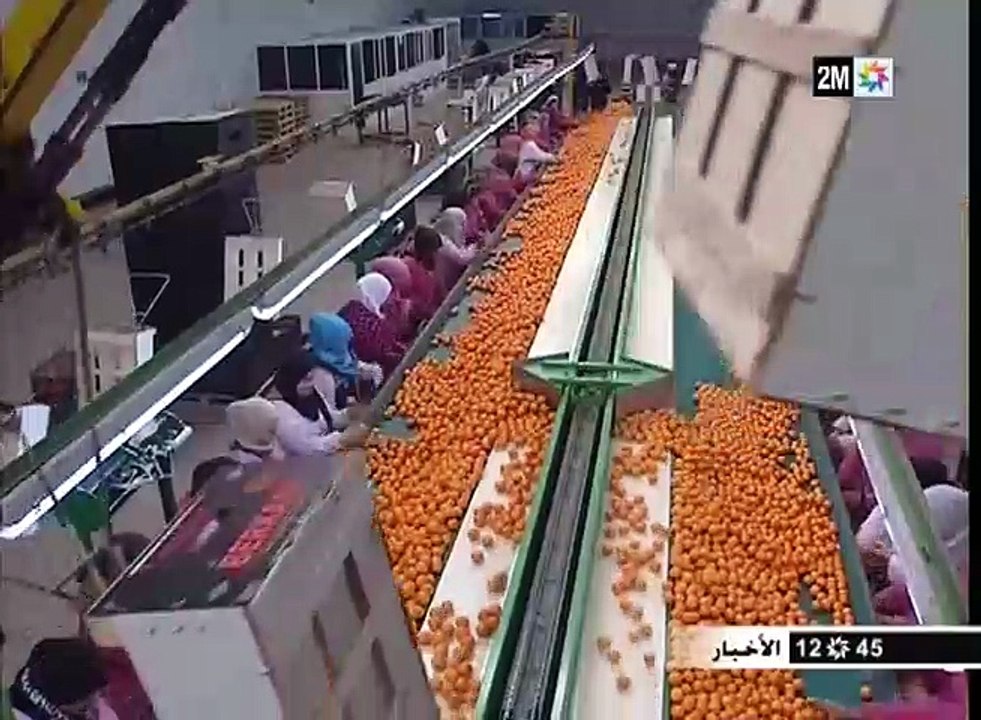 انتعاش في صادرات كليمونتين بركان