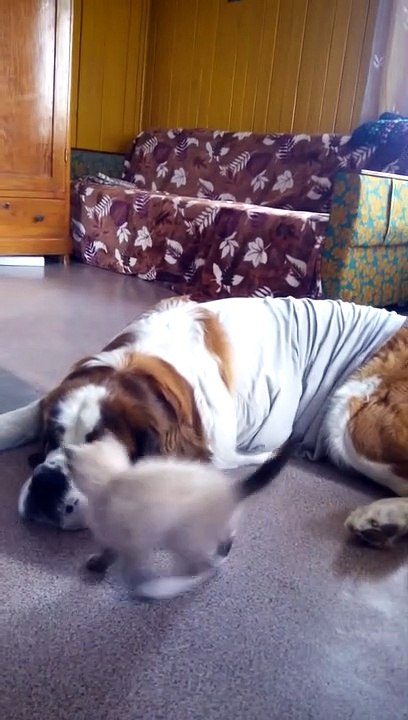 chaton vs saint bernard