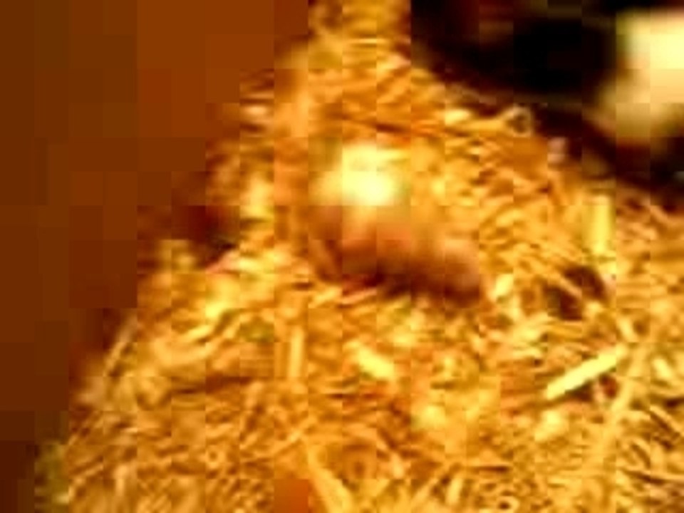 Bébé souris avc adulte