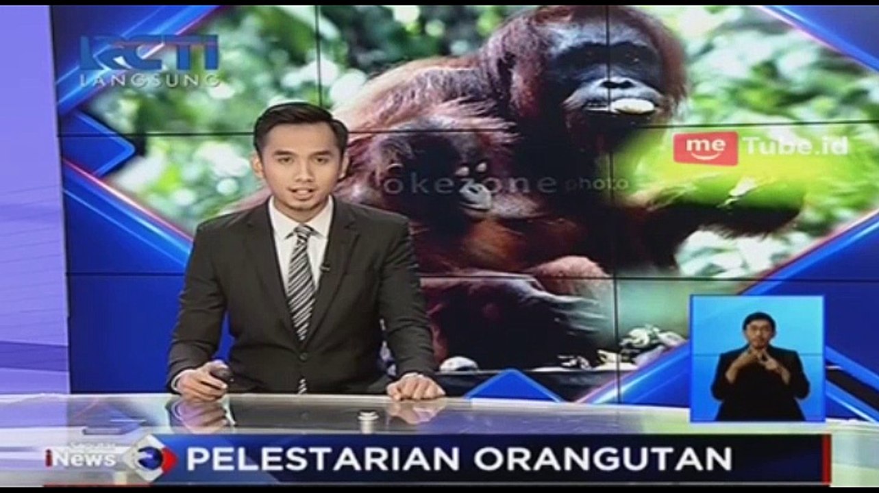 8 Ekor Orangutan Dilepaskan ke Habitatnya