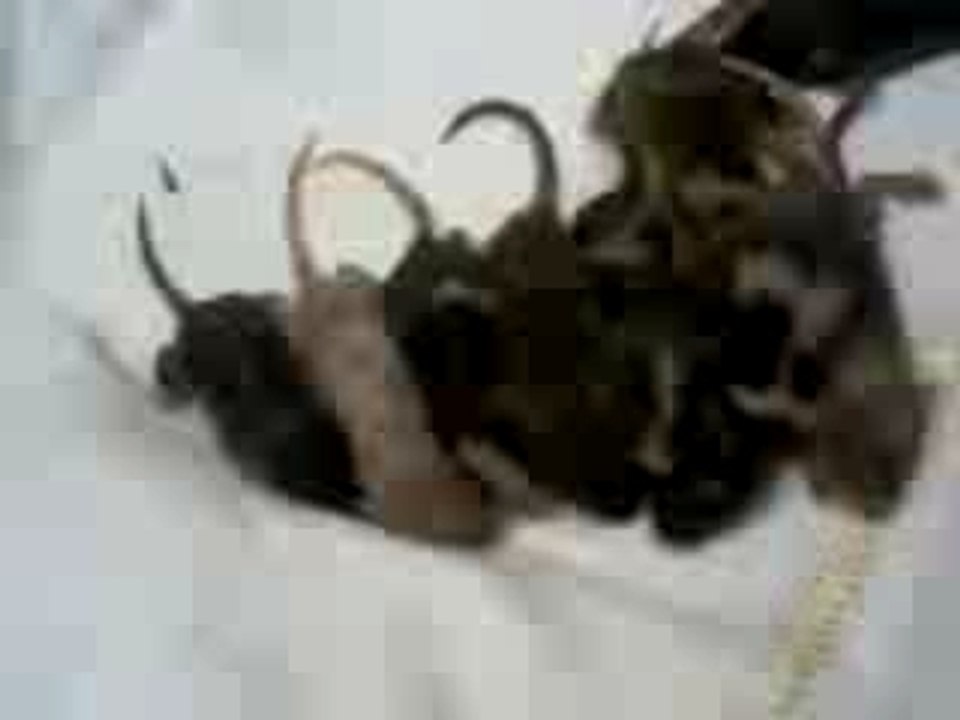 Sousou souris bévbé