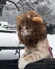 Un bonnet transforme un chat en lion