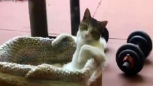 Cat Chilling Out | Thug Cat