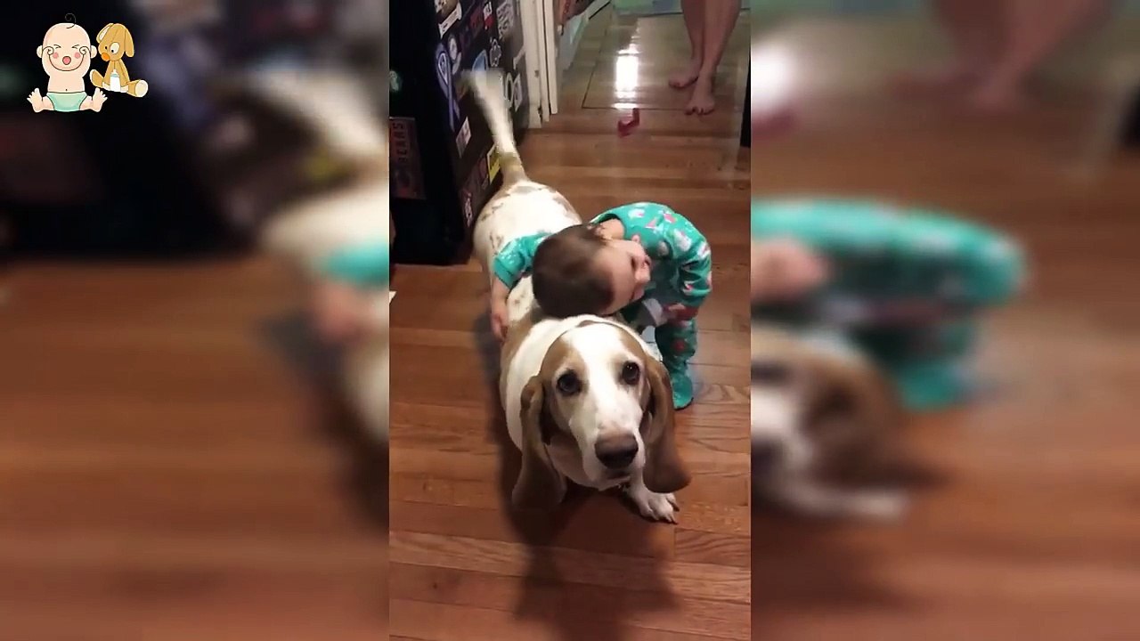 Basset Hound dog make baby laughing fun time - Funny Dogs and babies compialtion