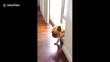 Guilty French Bulldog