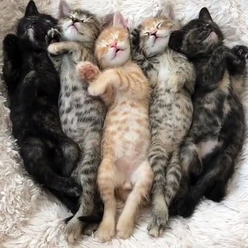 5 chatons font la sieste... trop chou