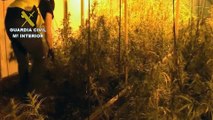 Desmantelan una gran plantación 'indoor' de marihuana