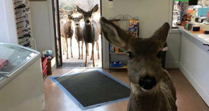 Marketi Ziyaret Eden Geyik, Çikolatanın Tadını Sevince Ailesi ile Geri Geldi