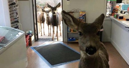 Marketi Ziyaret Eden Geyik, Çikolatanın Tadını Sevince Ailesi ile Geri Geldi