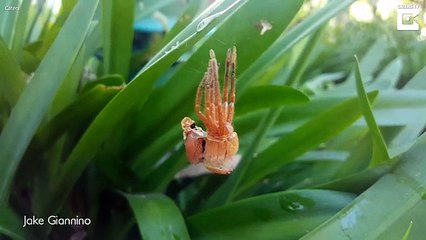 Huntsman spider sheds its skin in video from Victoria