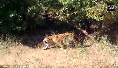 Indian wedding crashed by tiger as guests run for cover